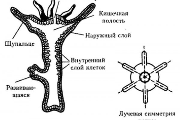 Кракен как проверить зеркало