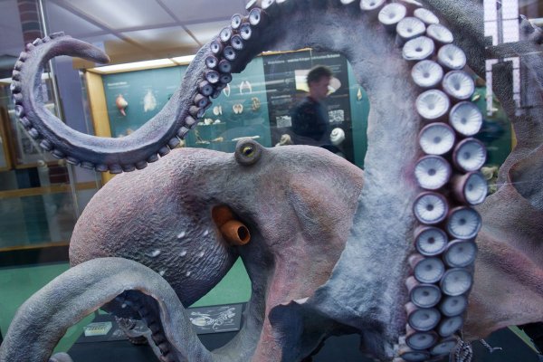 Kraken online